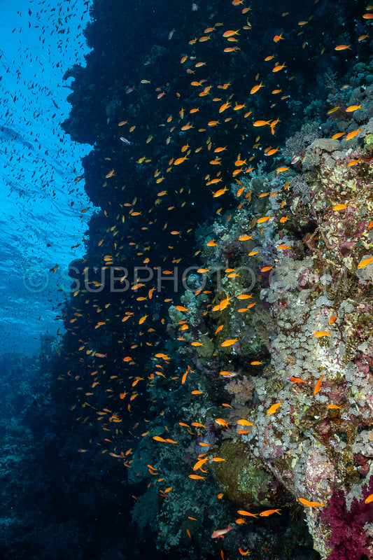 Photo de Banc d'anthias lyretail orphie de mer ou basset orange