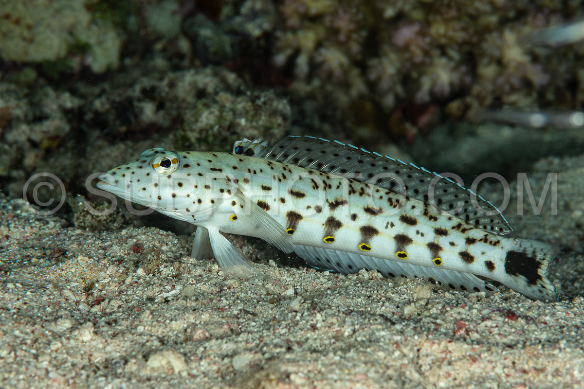 Photo de bécasseau moucheté