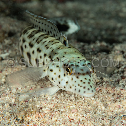 Photo de bécasseau moucheté