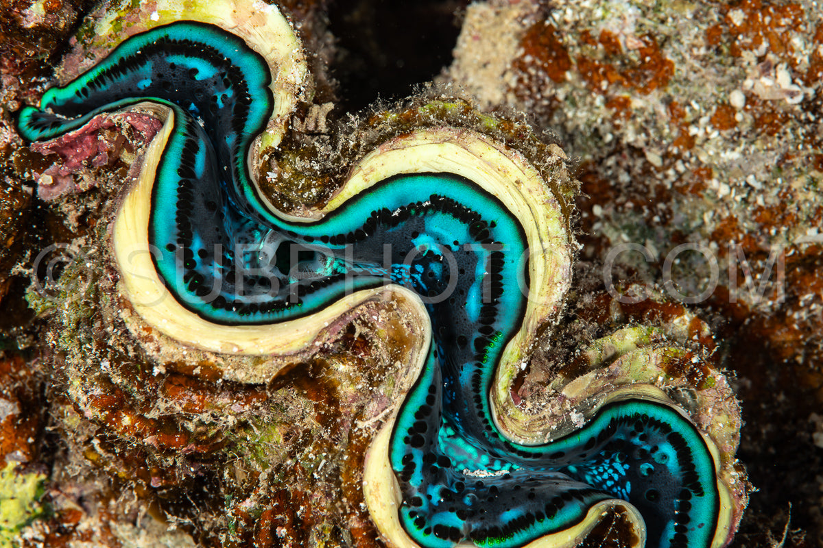 maxima clam