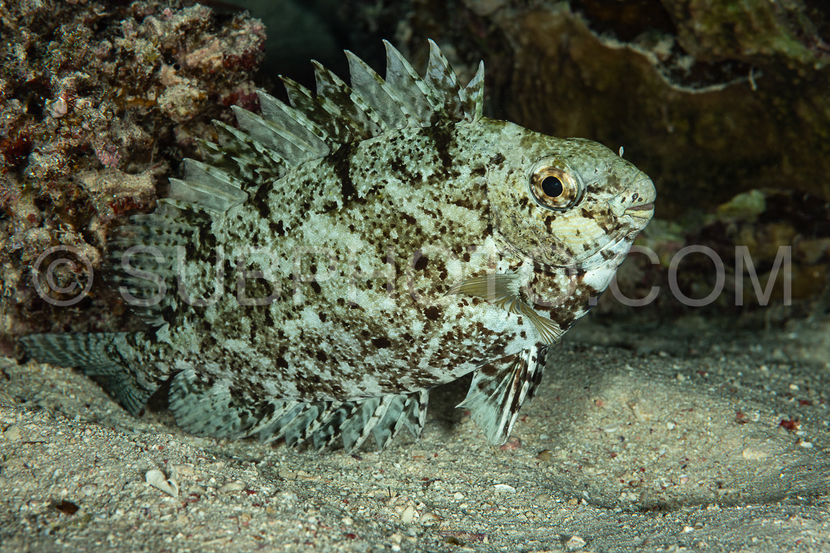 marbled spinefoot  rivulated rabbitfish or surf parrotfish