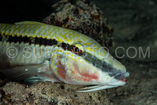 goatfish