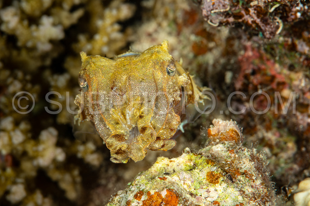 juvenile  broadclub cuttlefish