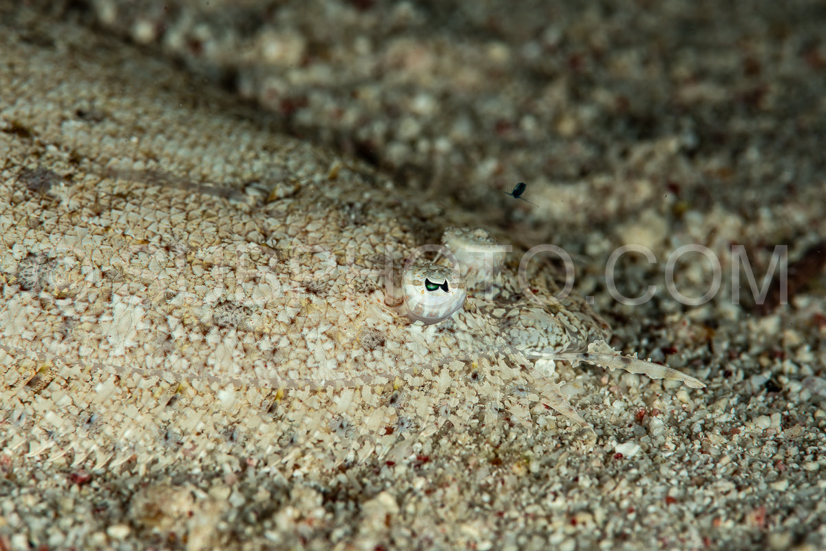 Red Sea sole