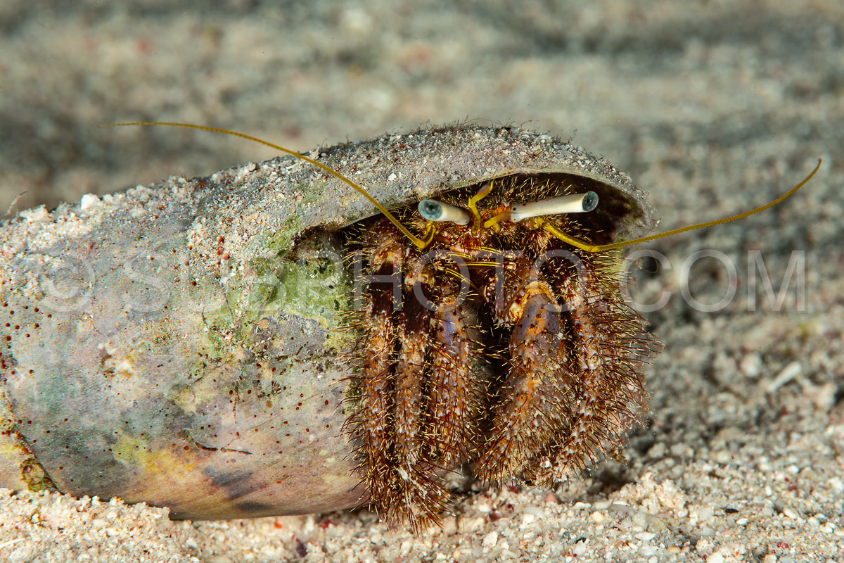 ermit crab
