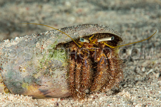 ermit crab