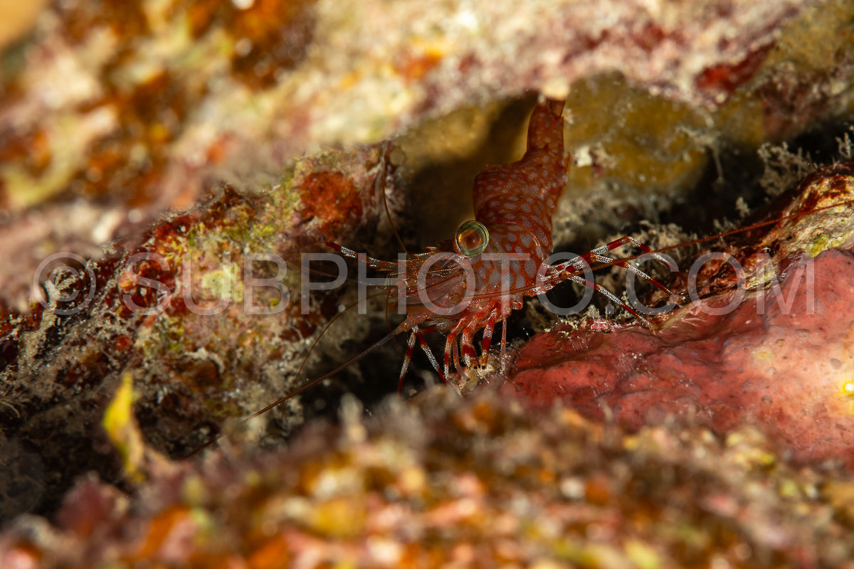 green-eye dancing shrimp or reticulated hinge-beak shrimp