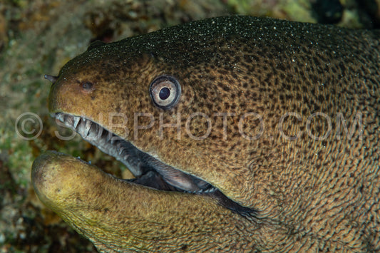 Giant moray in the Red Sea