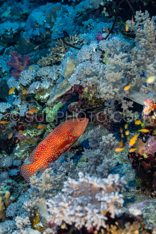 Coral grouper patroling its territory in the Red Sea