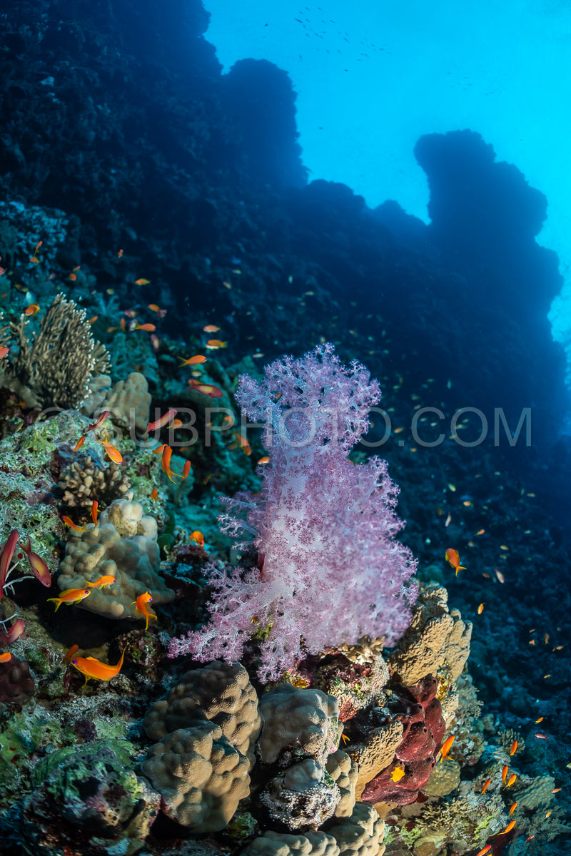 Photo de corail mou dans la mer Rouge