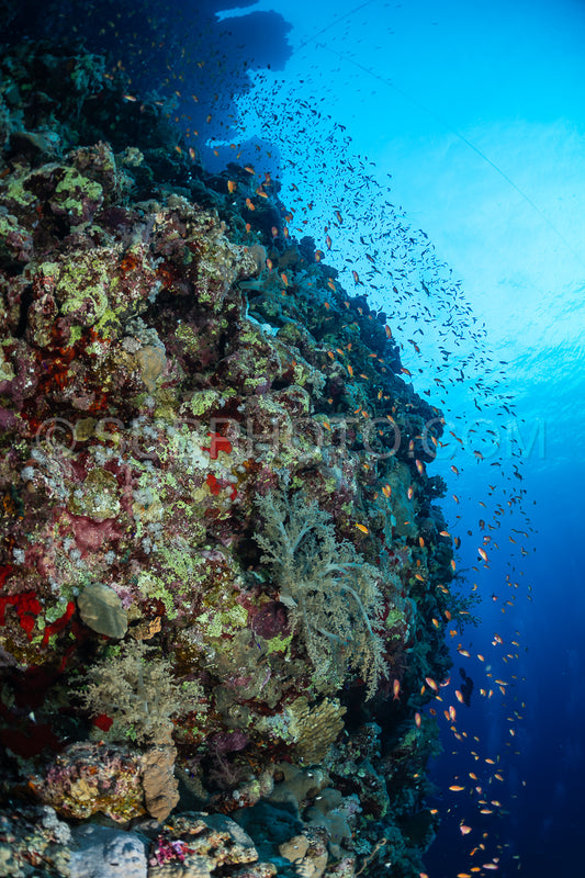 Photo de Banc d'anthias lyretail orphie de mer ou basset orange
