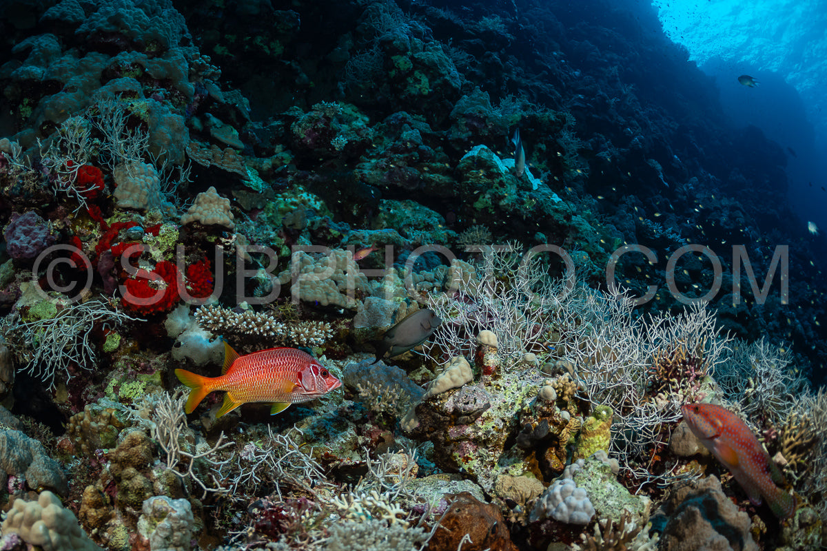 sabre squirrelfish or giant squirrelfish or spiny squirrelfish