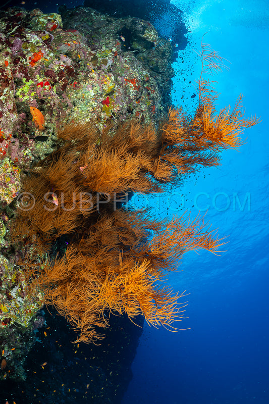 Photo de corail doux