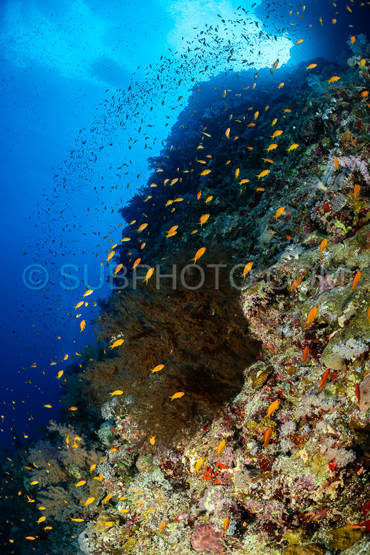 Photo de Banc d'anthias lyretail orphie de mer ou basset orange