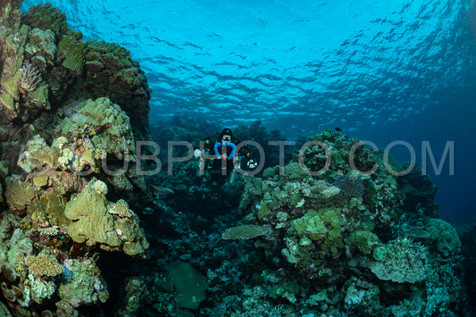 Tek diver using a rebreather discovering the majesty of coral structures in the Red Sea