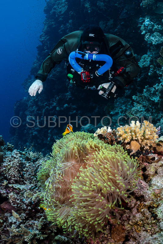 Photo de Clownfosih de la mer Rouge ou poisson-anémone à deux bandes et plongeur tek