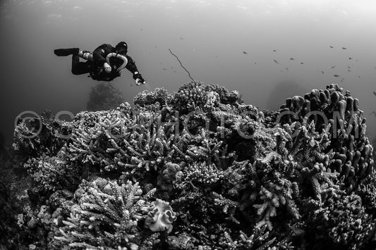 Tek diver using a rebreather discovering the majesty of coral structures in the Red Sea