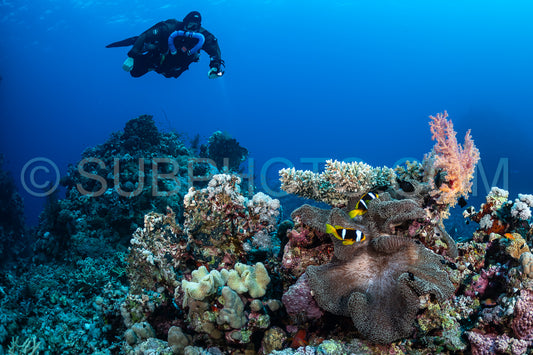 Tek diver using a rebreather discovering the majesty of coral structures in the Red Sea
