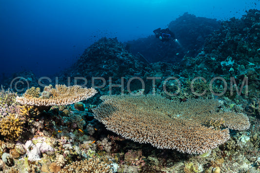 Tek diver over an acropora  coral
