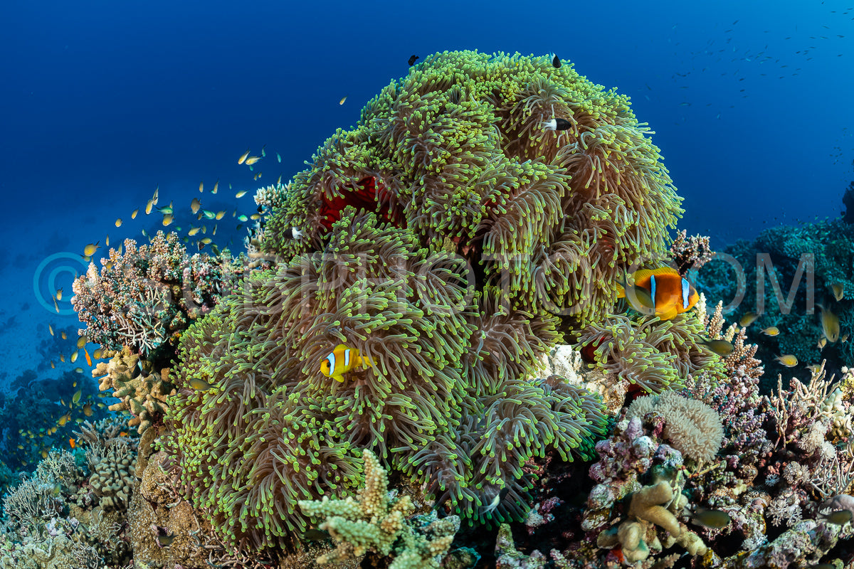 Photo de Clownfosih de la mer Rouge ou poisson-anémone à deux bandes