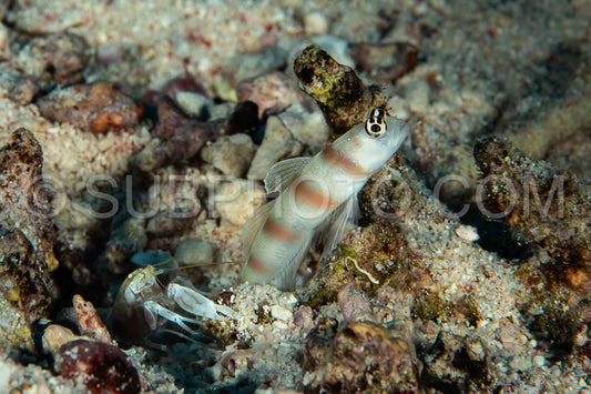broad-banded shrimp goby in symbiosis with alpheid shrimp