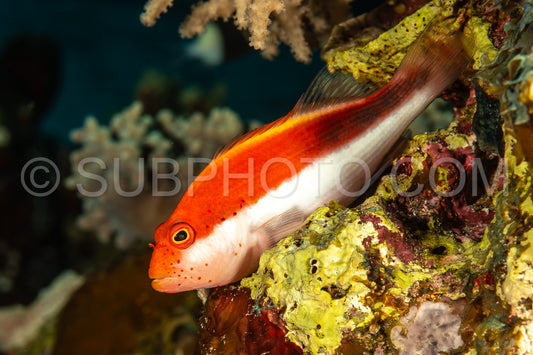 Blackside hawkfish