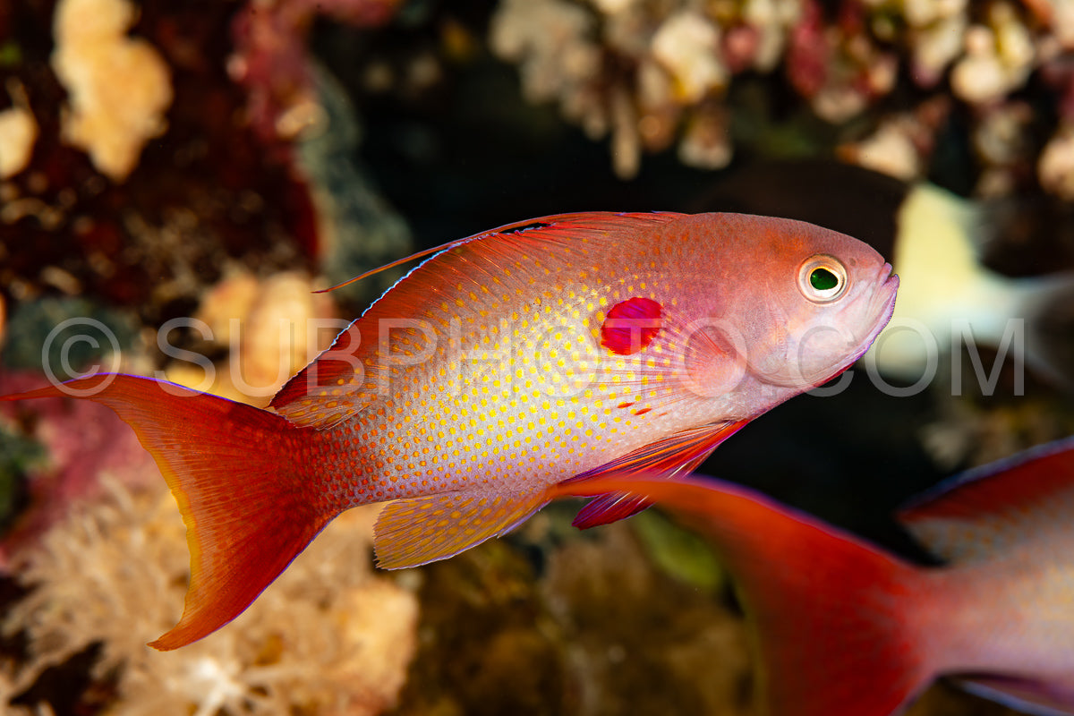 lyretail anthias sea goldie or orange basslet