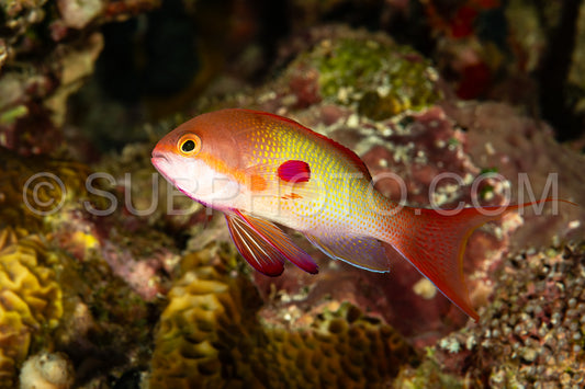 Photo de anthias lyretail or de mer ou basslet orange
