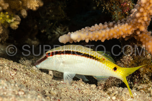 goatfish