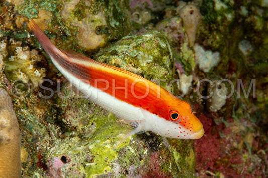 Blackside hawkfish