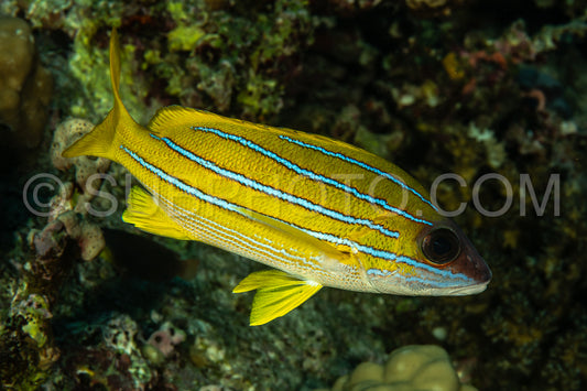 Common bluestripe snapper
