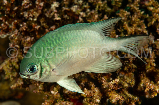 damselfish