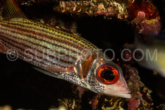 sammara squirrelfish