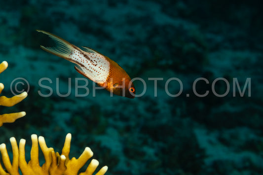 Lyretail hogfish