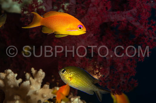 Photo de anthias lyretail or de mer ou basslet orange