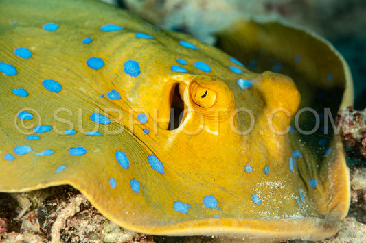 bluespotted ribbontail ray on an sandy bottom
