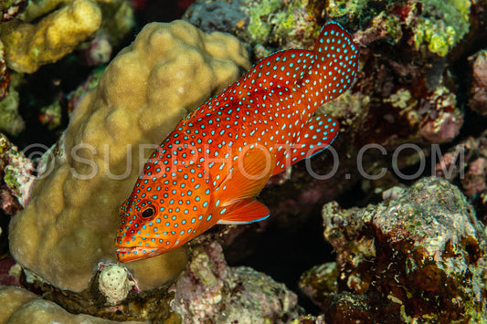 Coral grouper patroling its territory in the Red Sea