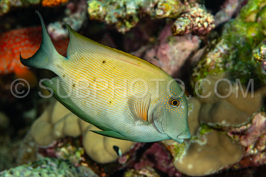 surgeonfish