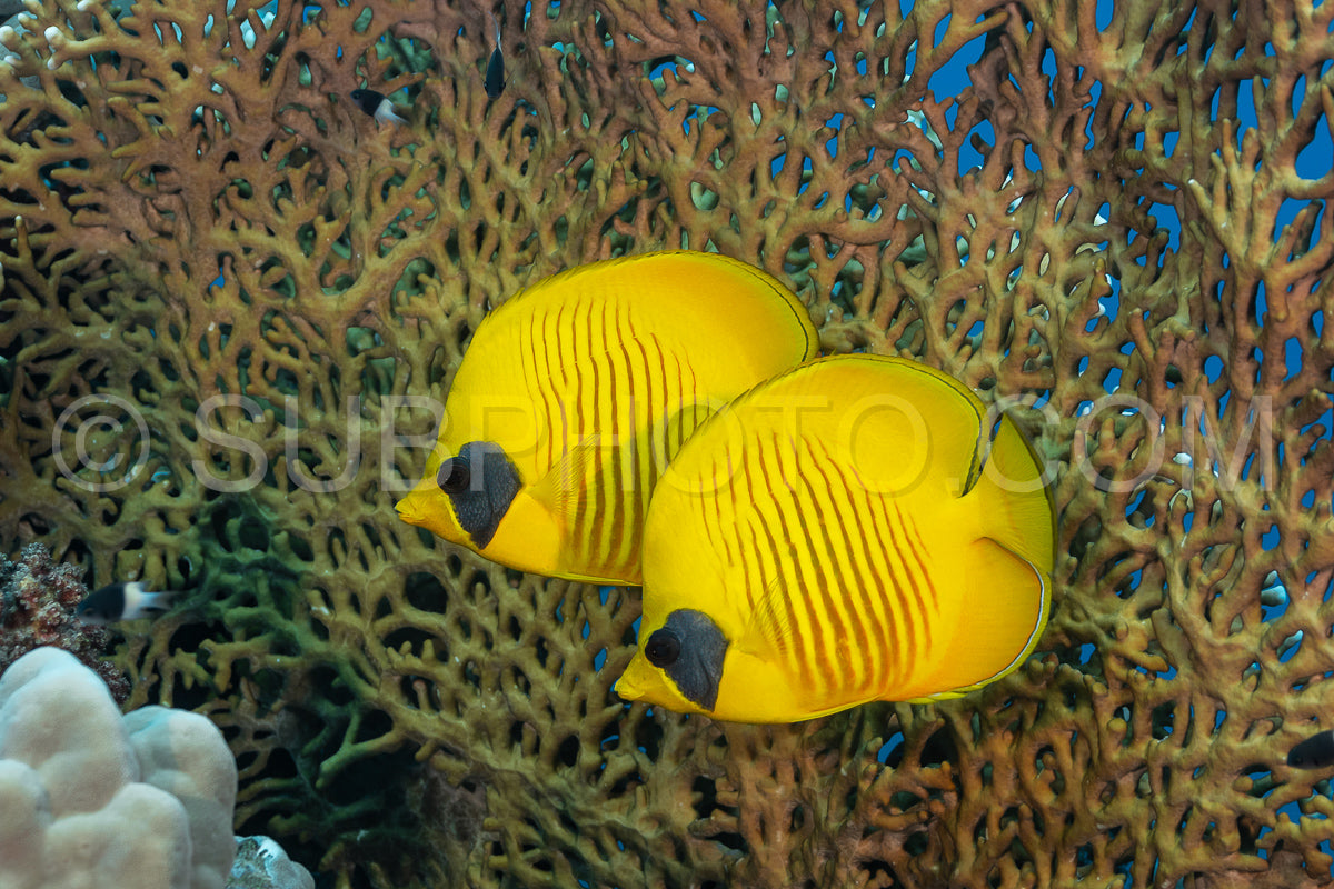Photo de Couple de poissons-papillons à joues bleues