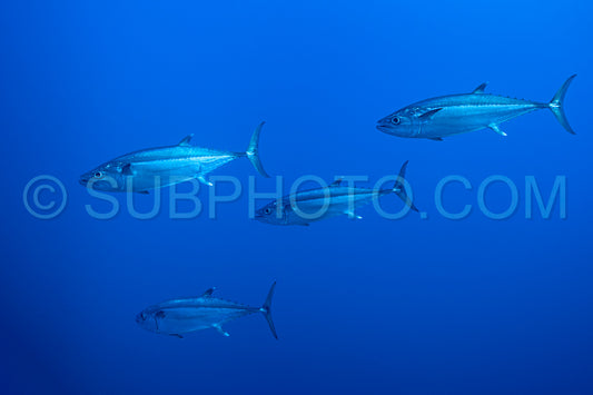 Bullet tuna