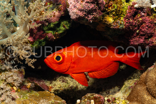 Red lunar-tailed bigeye or goggle eye fish in the Red Sea