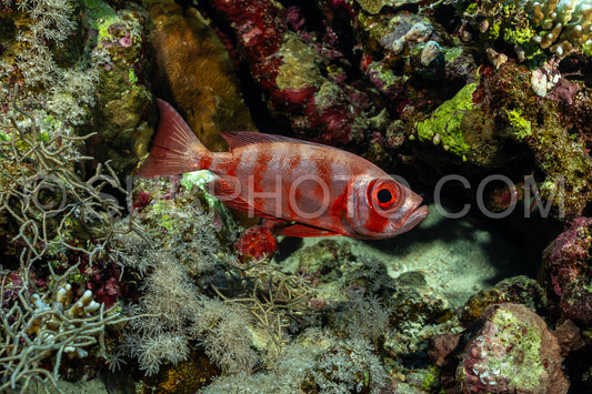 Red lunar-tailed bigeye or goggle eye fish in the Red Sea