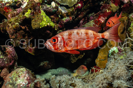 Red lunar-tailed bigeye or goggle eye fish in the Red Sea