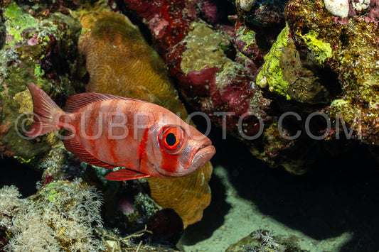 Red lunar-tailed bigeye or goggle eye fish in the Red Sea