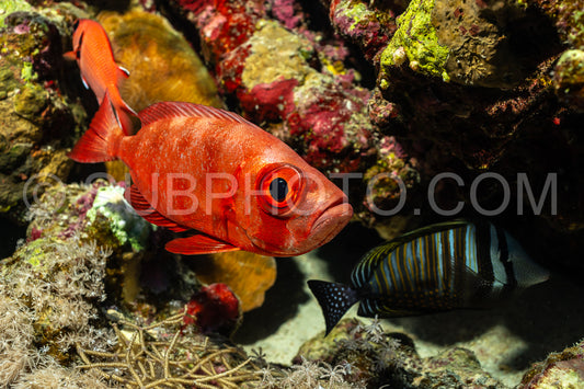 Red lunar-tailed bigeye or goggle eye fish in the Red Sea
