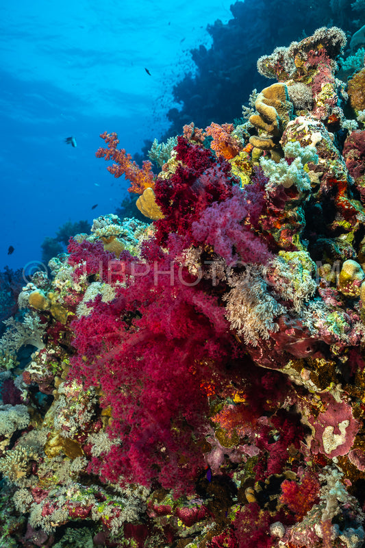Photo de corail mou dans la mer Rouge