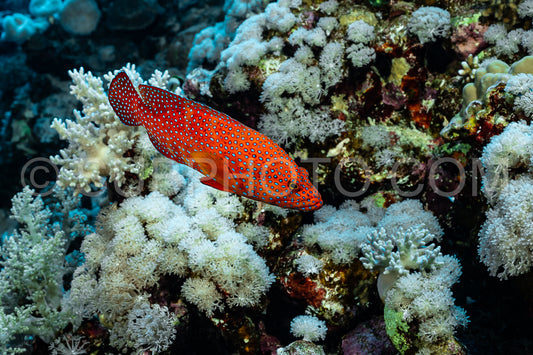Coral grouper patroling its territory in the Red Sea