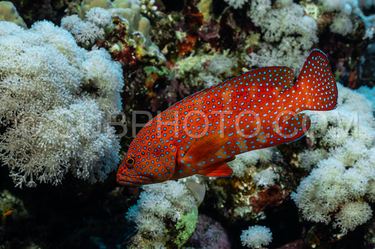 Coral grouper patroling its territory in the Red Sea