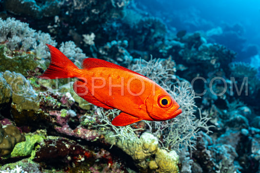 Red lunar-tailed bigeye or goggle eye fish in the Red Sea