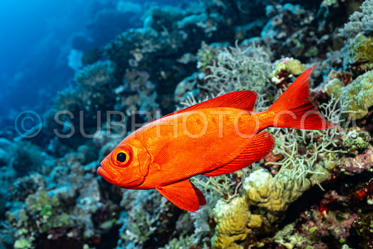 Red lunar-tailed bigeye or goggle eye fish in the Red Sea
